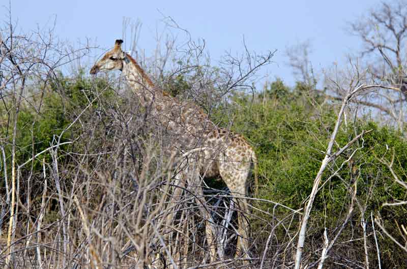 101 - Botswana - jirafa - parque nacional de Chobe